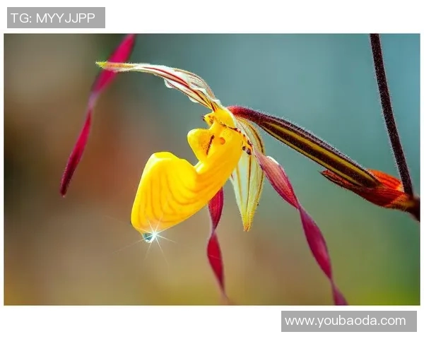 那些不为人知却闪耀光芒的小众足球明星们的魅力与风采